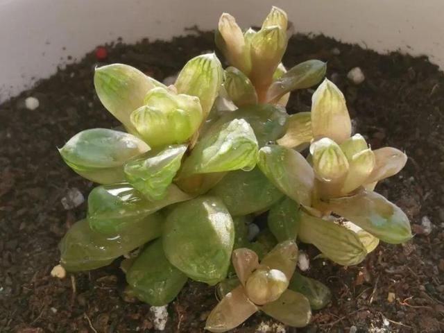  「图片作者」10种花，春天不能晒，躲屋里最安全！