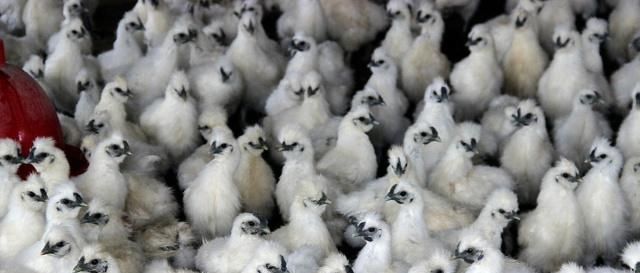  肉鸡：农村养殖乌鸡的为何那么少？