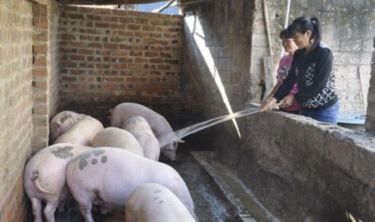  「养殖户」国家鼓励散户养猪,可以放开养了吗?小养殖户该怎么避