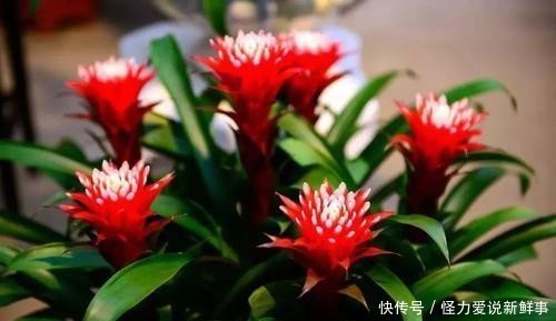 \＂l1\＂: \＂黄的粉的红的白的，小区的月季花开啦\＂}＂家里适合什么植物好，有什么寓意？