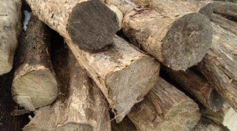  木材■在农村有种树一直被农民当柴烧，你知道现在值五六千一斤