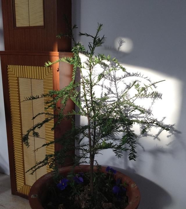  阳光■养花实用技巧！花卉照不到阳光好解决，这4个方法很简单！
