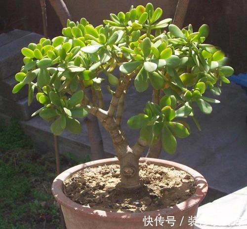 干尖|养花没几天叶子全干了,哪里出了问题,原来是这3点