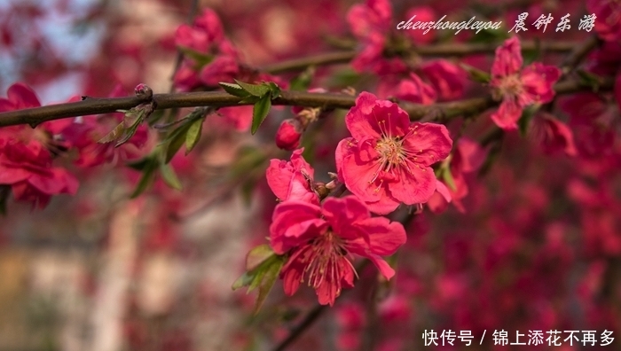  「知识」还有色彩如此浓烈的桃花？长知识，这是碧桃