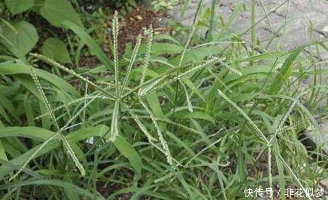  顽强|在农地里，别踩到1种“牛筋草”，植株珍贵，也顽强、长势快！