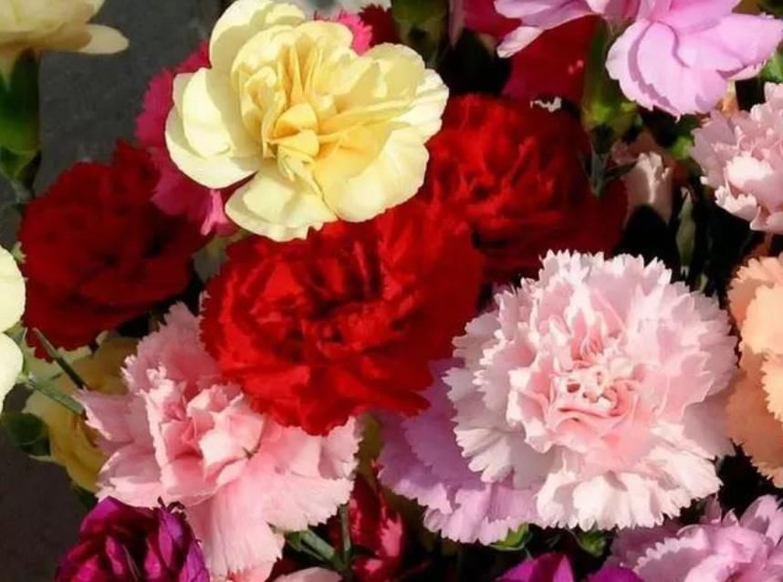  [绿萝]“4种花”好养又漂亮，比玫瑰美，比绿萝好养，花开不断怒放全年
