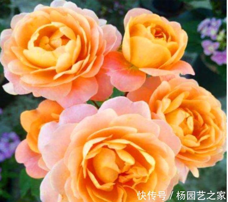  『疯长』阳台就养“3种花”，浇水就疯长，给点阳台就灿烂，阳台成花海！