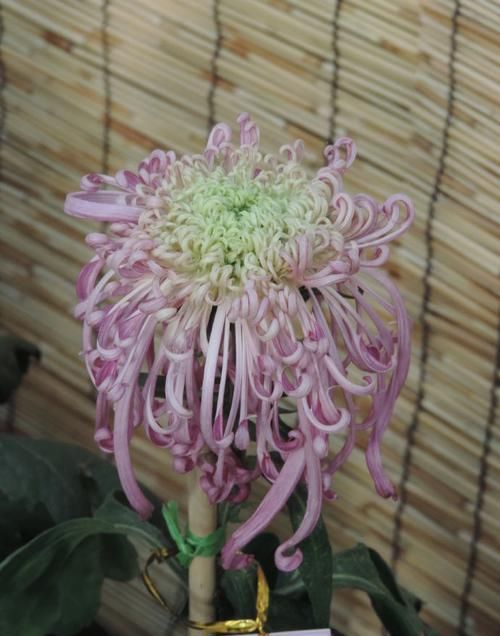  『系列』喜欢菊花，就养盆“盘龙系列菊花”盘龙梦娇，龙飞凤舞，灵动飘逸