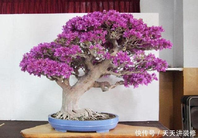 『三角梅』三角梅养护,有3个“绝招”,能让它花开朵朵超美观,不懂赶紧学