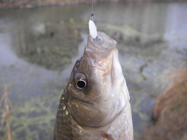  【配方】在实战中，到底是饵料重要，还是调钓更为重要
