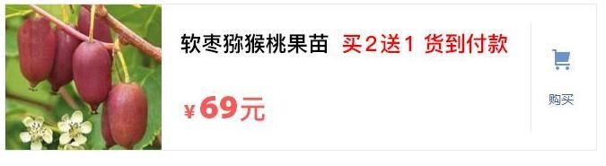 50岁河南大姐开荒30亩种植新型树苗，一棵结果220斤，年入300万
