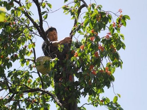  「苦心」大学生回农村苦心创业，种植新型果树，当年便能坐拥一