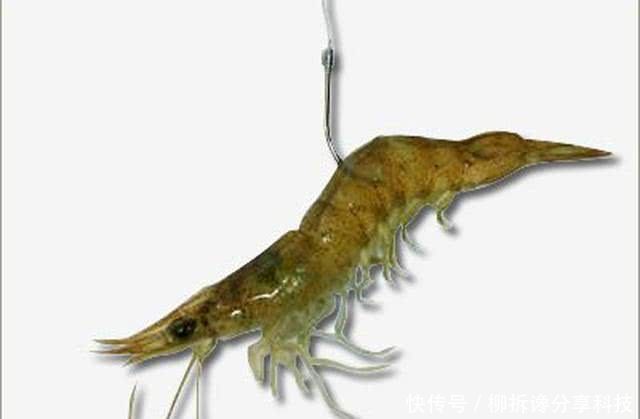  『蚯蚓』不要嫌太贵，钓鱼不是只能用蚯蚓，虾饵也能钓获黄颡和甲鱼
