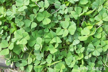 这类农民拿来喂猪的野菜,能美化肌肤,减肥瘦身,你见过吗?