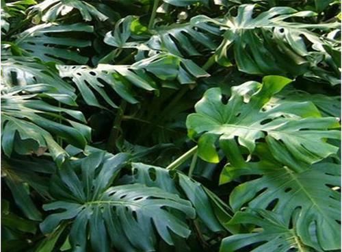 叶绿:家庭绿植龟背竹解决3大问题,叶大,叶绿,花靓