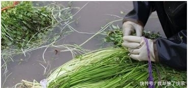  「经济收益」这几种水生植物，投资成本低，丰产畅销，亩收入过