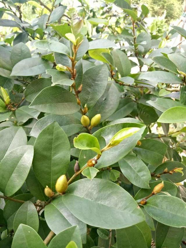  养护的时：含笑花名字取得真喜庆，开花可爱动人，香味飘到邻居家！