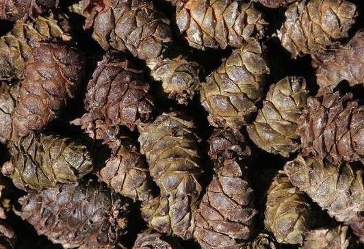  #疯涨#收购价疯涨，1斤50元供不应求，果农舍不得吃，为啥松子这