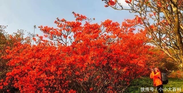 广西有座山，一到五月，漫山遍野，层林尽染