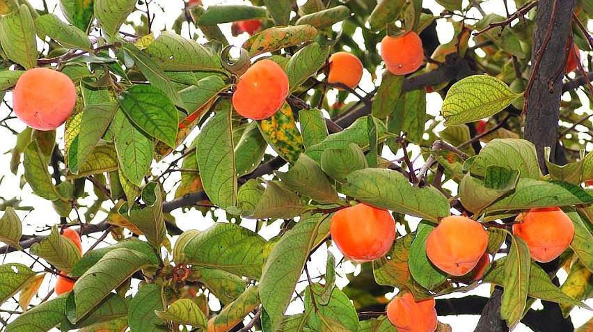  #蚧壳虫#农村一种果树，农民不用农药，但是卖不上价格，连小孩