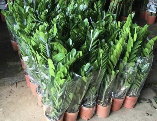  转运■3种“室内植物”，被称为“转运树”，养在家寓意好，还能观赏！