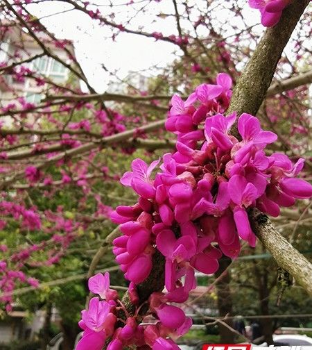  「记得」春日来“信”③ | “醉”美人间四月天 图末有彩蛋记得看哦