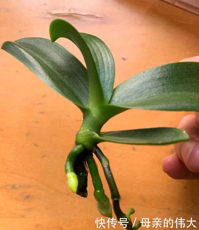 【怕水】蝴蝶兰根系怕水,烂根的蝴蝶兰水培发根快矛盾吗?2个保湿促根法