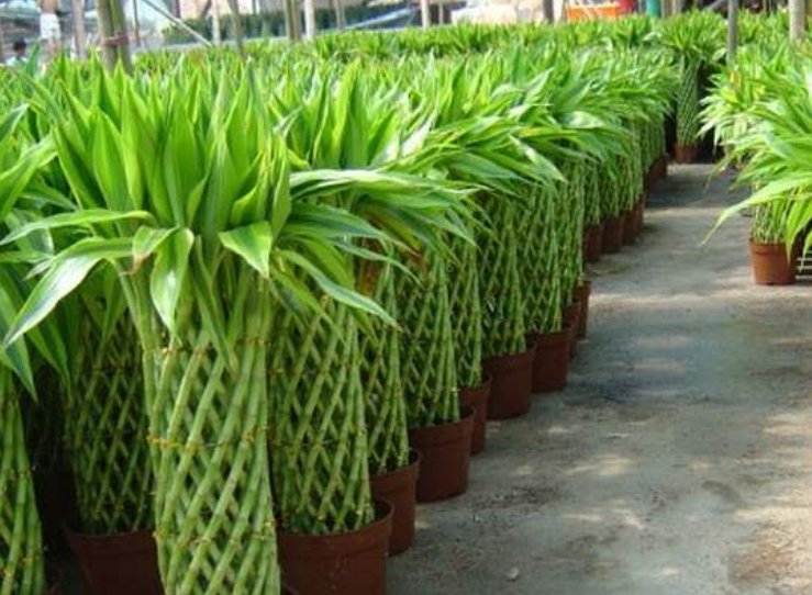  #家里#家中有4种植物，万万别慌，相当于给家里招财，有钱人一眼就懂