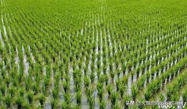 对不起，我回去当农民了！中国即将实行三权分置