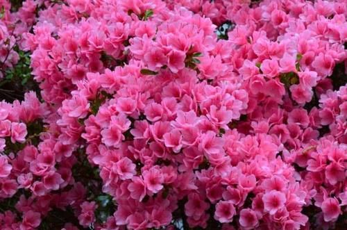  『植物』为什么有人把花朵形容为植物的“面容”它们有什么不一样的呢？