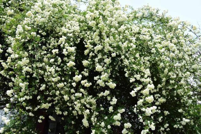 麻叶绣线:春花含情付春光,蔷薇园里漫芬芳