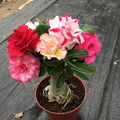 『花盆』需“穷养”的5种花,用小花盆,少浇水,越长越喜人