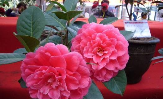  [连续阴天]茶花养得好好的，突然“垂头”了？什么原因造成的？小花匠告诉你