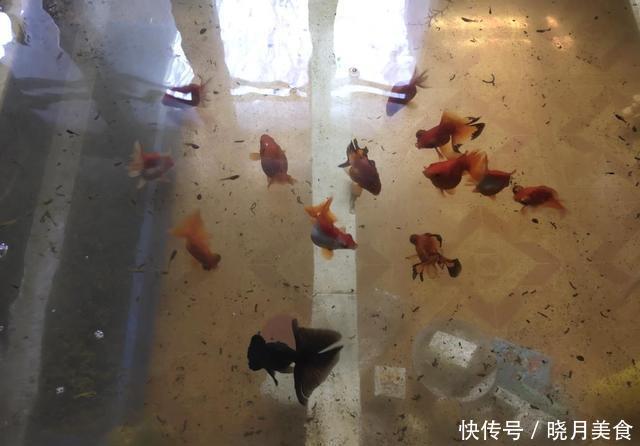 「懒人」无过滤饲养金鱼需要天天换水吗?这可真不一定,懒人有懒办法