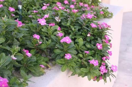  『们又给它取名』能把这6种植物养死的都是人才
