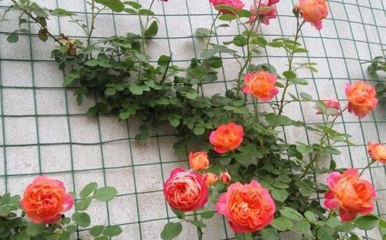  「盆栽」月季花长得慢、开花少？多注意4方面，新手盆栽伤亡少得多