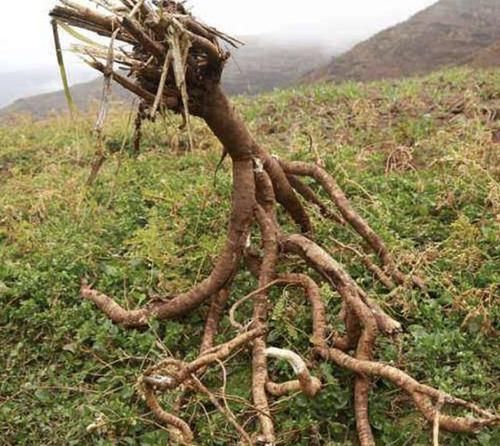 『采挖』1种野生“黄芪”根茎珍贵,以往被大量采挖,如今少见,请爱惜