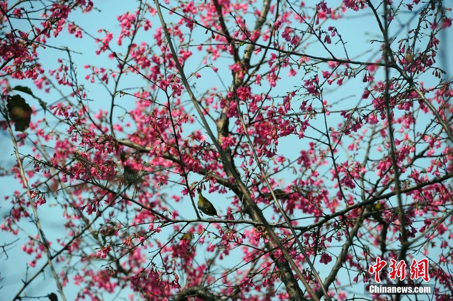 [樱花]广西南宁樱花盛开 市民戴口罩观赏