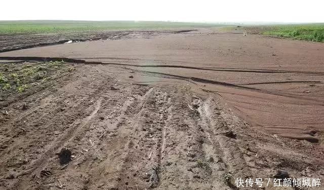 日本人在中国租了1500亩地，闲置5年任荒草疯长，但结果让所有人