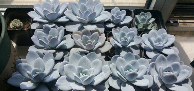 『观赏价值』最值得入手的多肉植物,十块钱能买好几棵,“仙气”十足好养活!