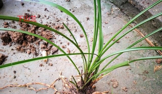  『根部』兰花和麦冬、菖蒲有啥不一样？