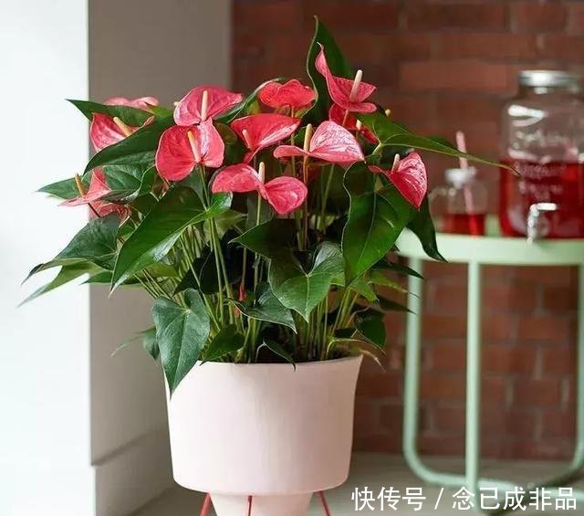  [家里]家里采光差春节买些耐阴花，不见光也嗖嗖长，开成一面大花墙
