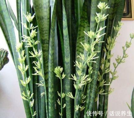 「穿破」虎皮兰不长新芽春天埋上2种肥,“钢芽”穿破盆