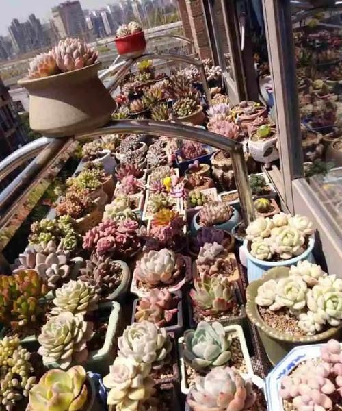 耐涝花@4种耐旱花，4种耐涝花，3种耐阴花，3种耐晒花，都是好养的懒人花