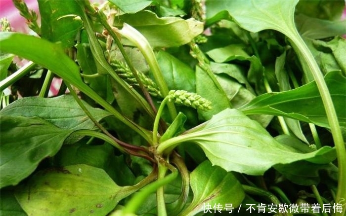 农村一种草，种子价值很高，晒干了卖20元一斤，是珍贵的中草药！