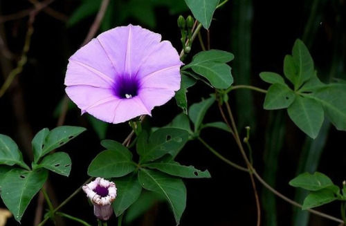  【良药】猪食用可以长膘，所以人们叫它为“母猪藤”，其实是一