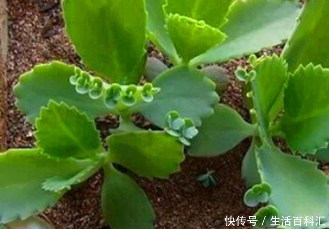 #看起来#好养到让人害怕的多肉不死鸟,其实看起来很美,养上一棵也不错