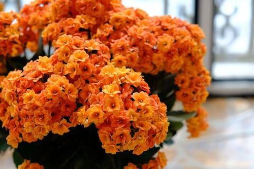  『延长』长寿花开花后，做好3步，又延长花期，让你看个够