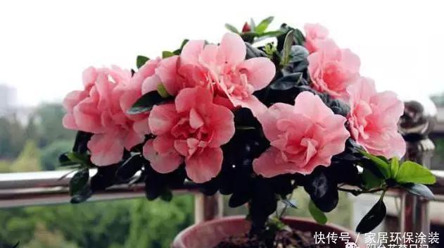 盆栽|别人家的盆栽杜鹃花,为什么总是那么美,而你的总是掉叶子