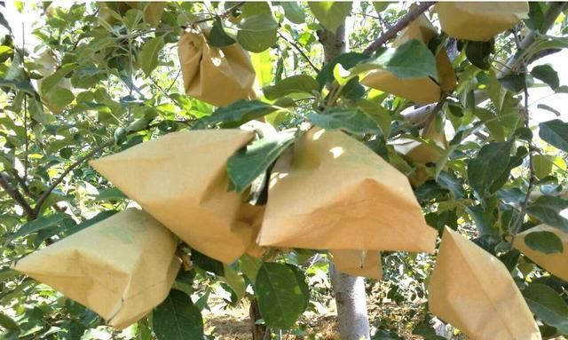  #功劳#农村又一怪象出现，曾立下功劳的水果套袋，现在却让农民